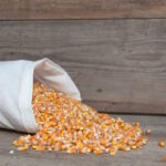 ochrona nasion kukurydzy